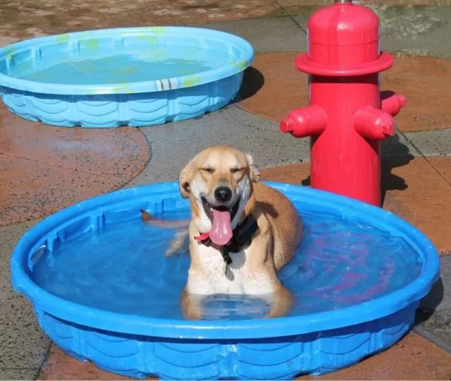Funny dogs - #9 