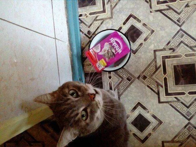 Picdump 432