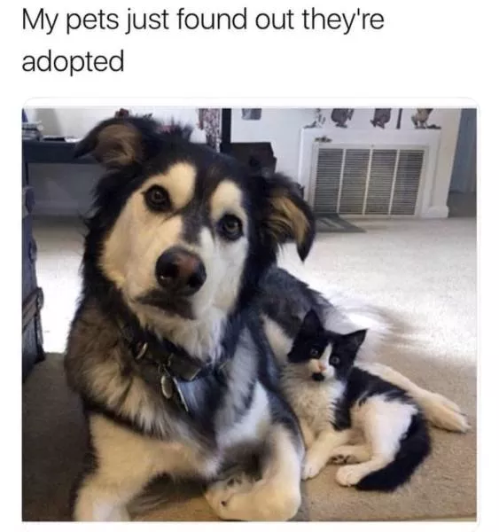Best of hilarious memes - #19 