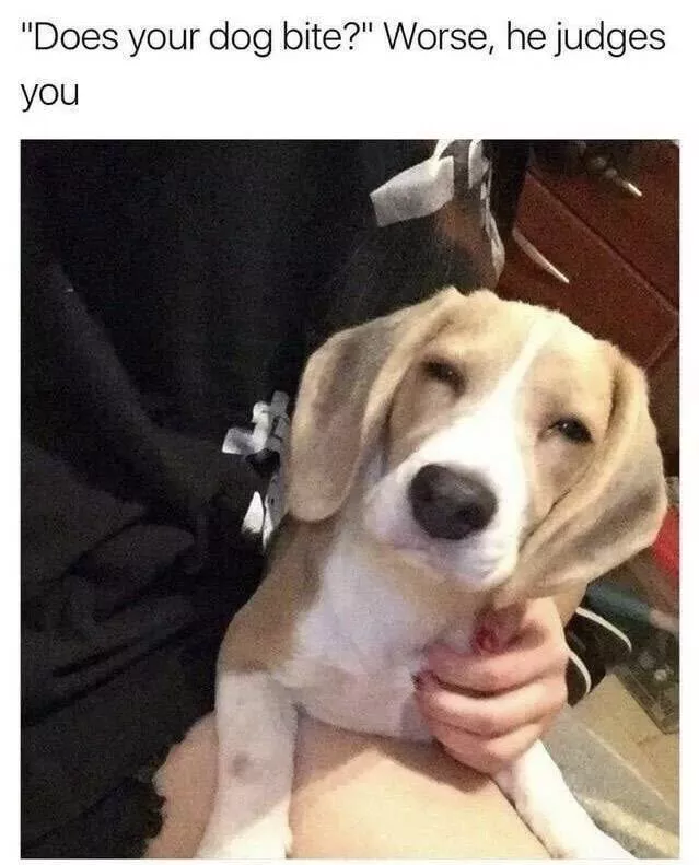 Top des memes hilarantes - #20 