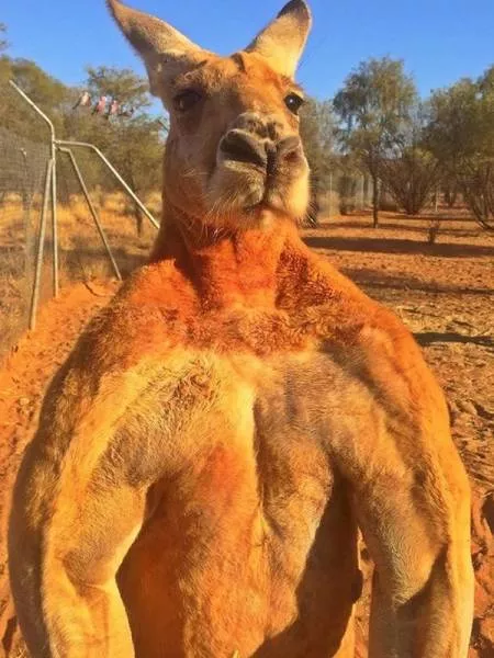 Dangers et securite en australie - #15 