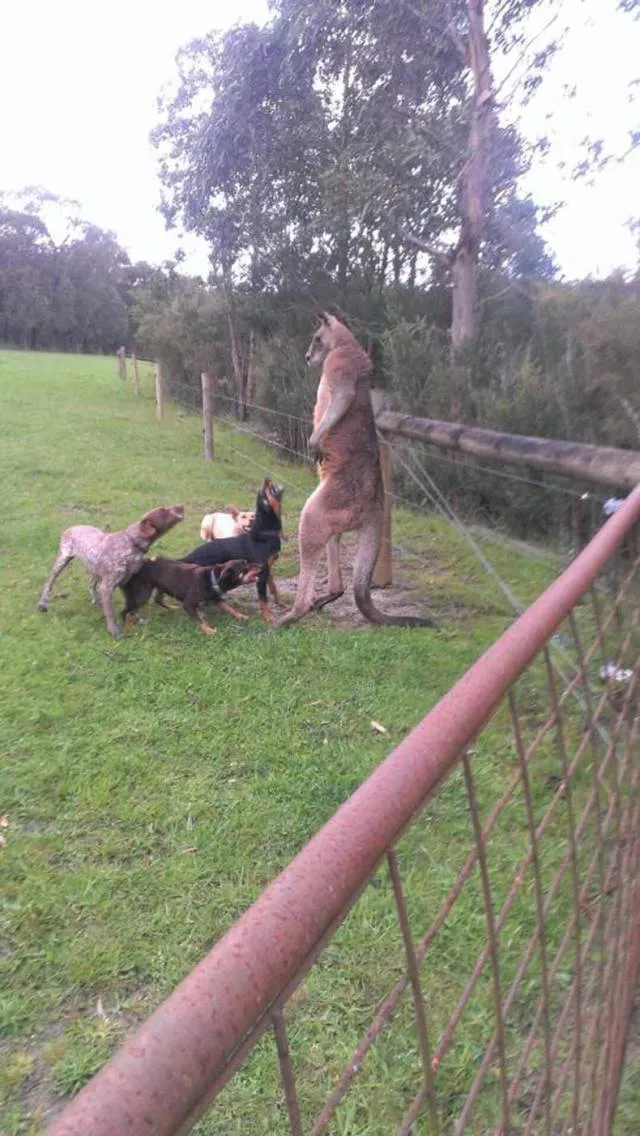 Picdump 438 - #51 