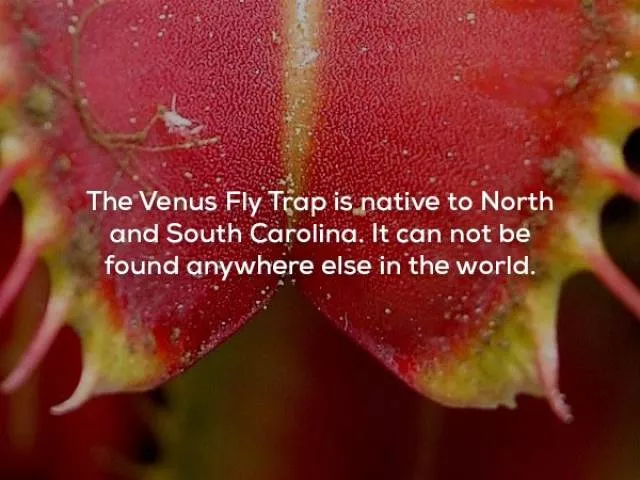 Patriotic facts about the usa - #2 