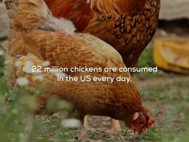 Patriotic facts about the usa - #4 