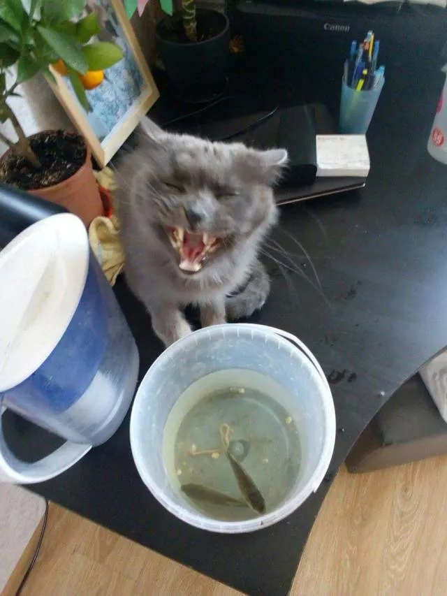 Picdump 441 - #4 