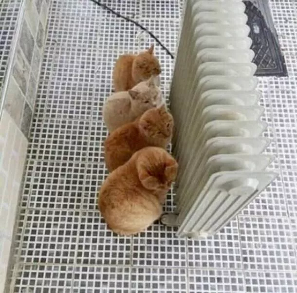 Picdump 441 - #51 