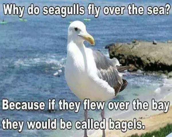 Punny humor - #34 