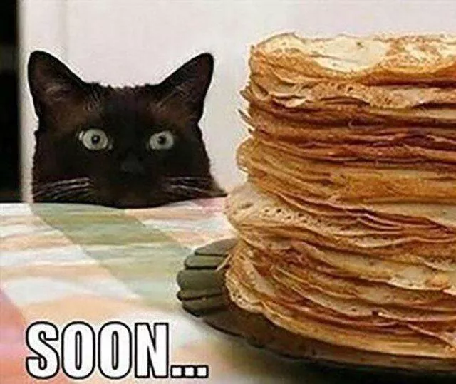 Cute and funny cats - #1 