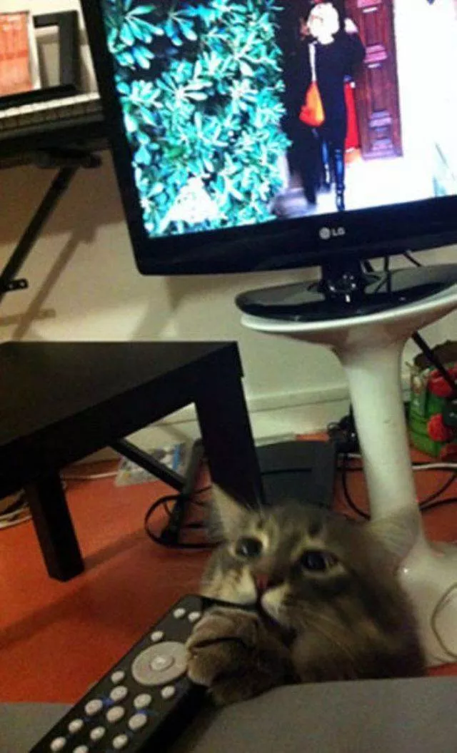 Cute and funny cats - #11 