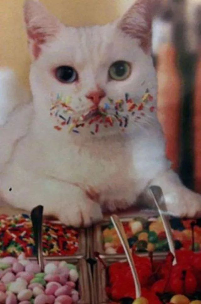 Cute and funny cats - #13 