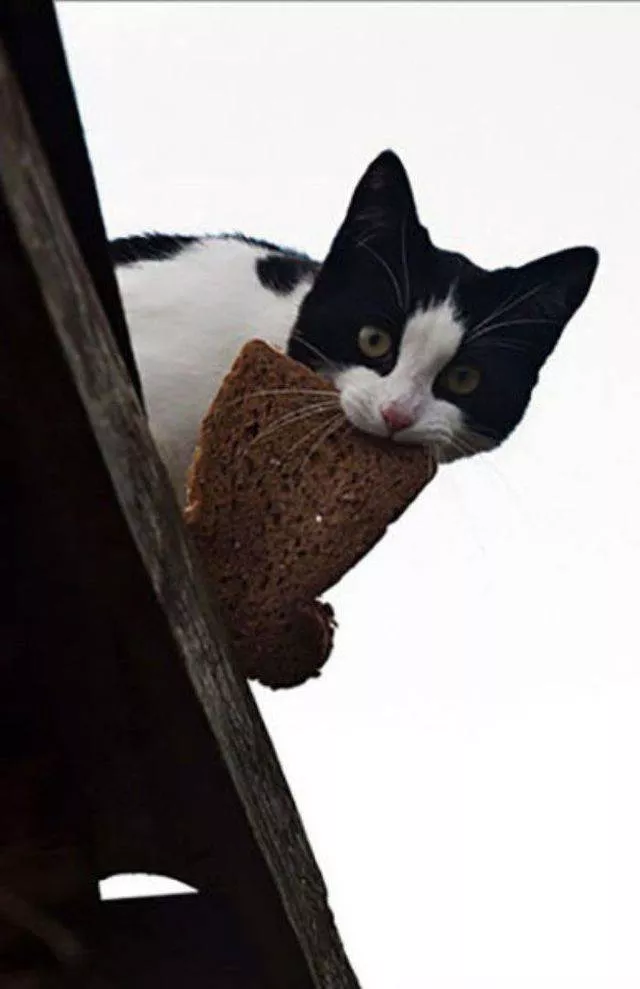 Cute and funny cats - #14 