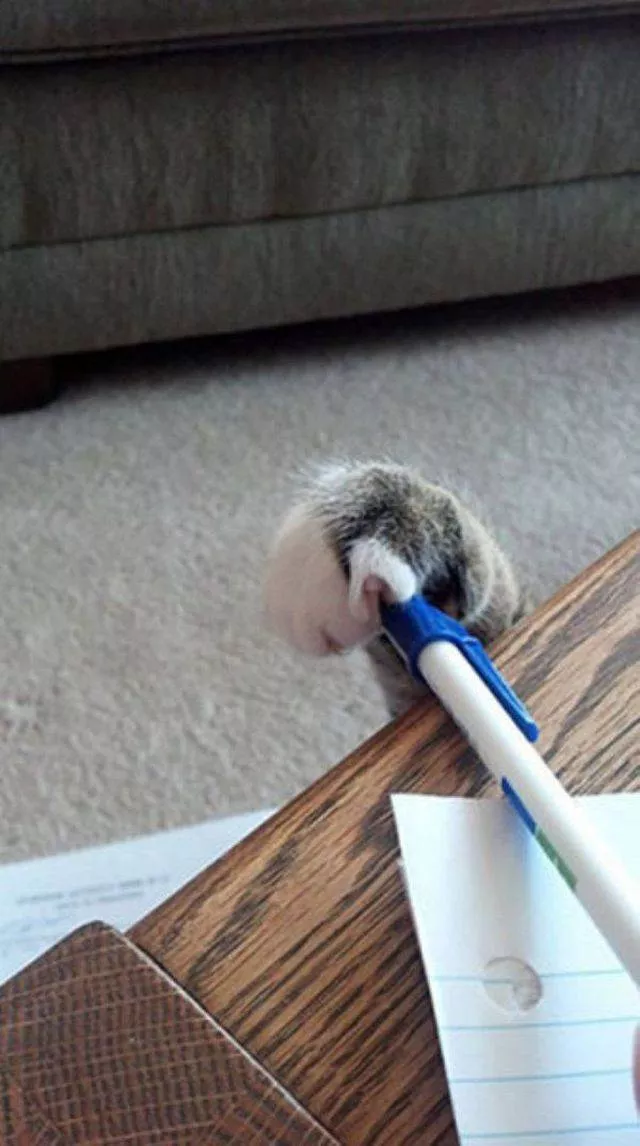 Cute and funny cats - #15 