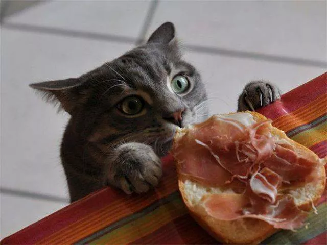 Cute and funny cats - #16 