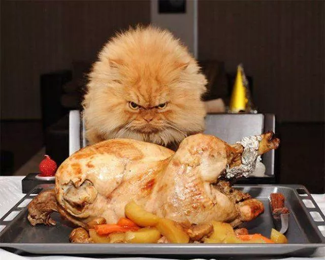 Cute and funny cats - #19 