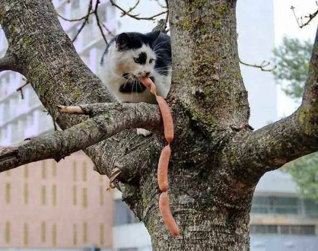 Cute and funny cats - #2 