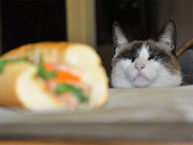 Cute and funny cats - #20 
