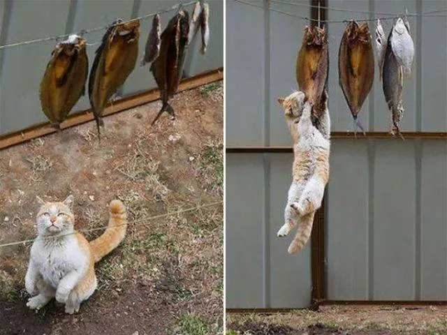 Cute and funny cats