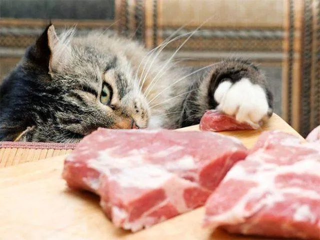 Cute and funny cats - #22 
