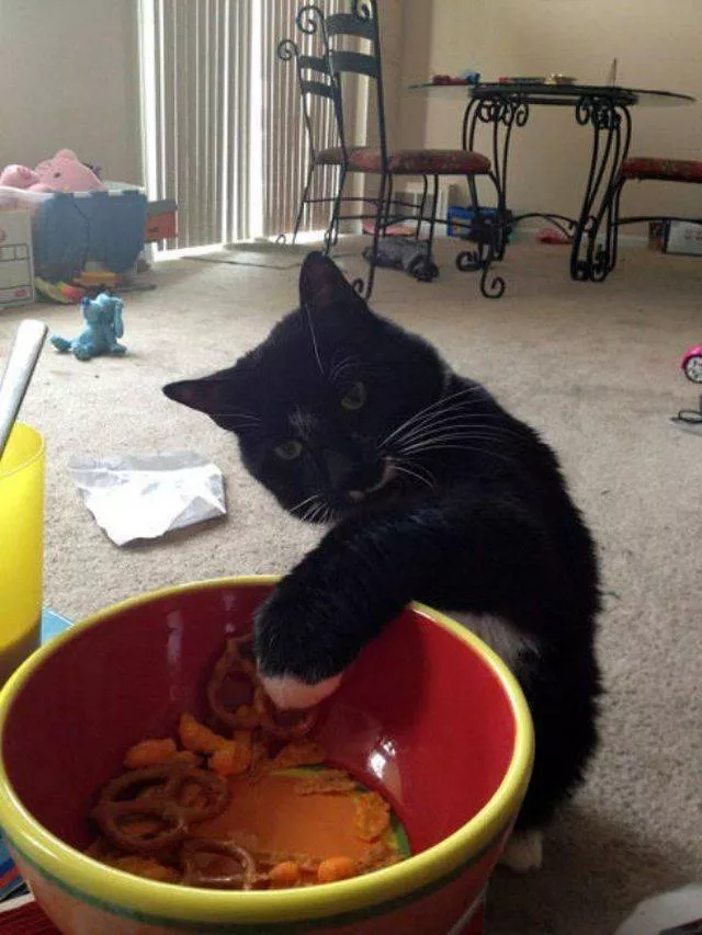 Cute and funny cats - #23 