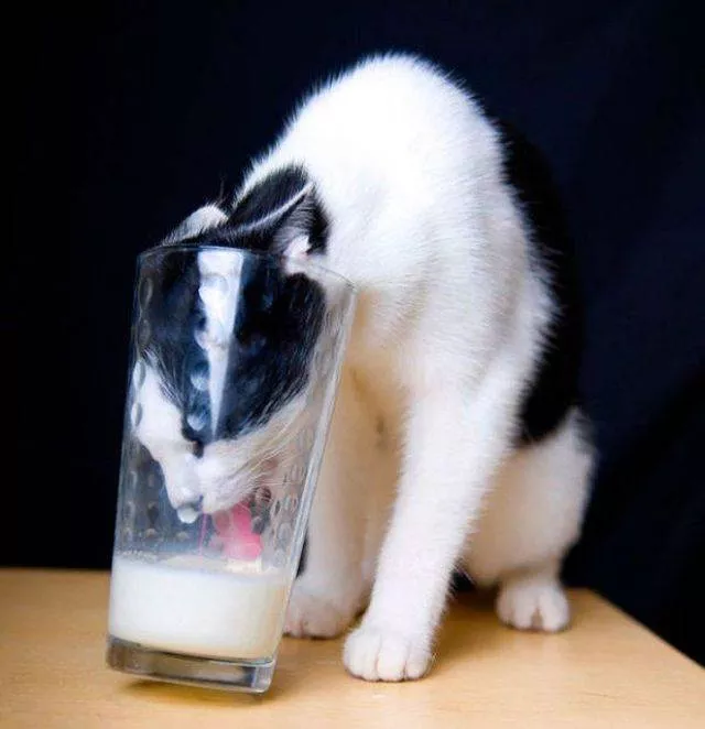Cute and funny cats - #24 