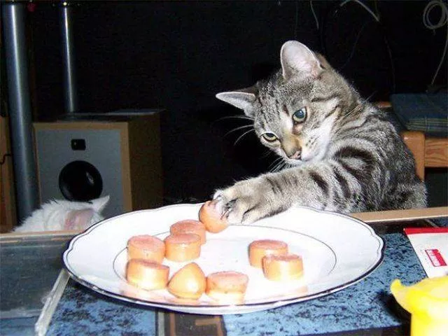 Cute and funny cats - #25 
