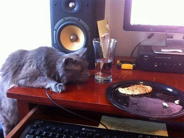 Cute and funny cats - #26 