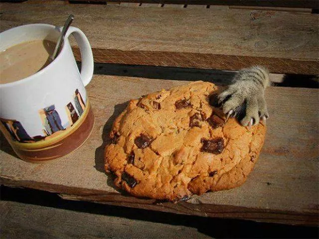 Cute and funny cats - #27 