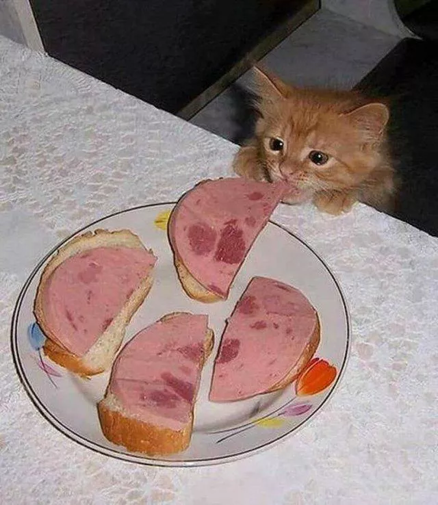 Cute and funny cats - #3 