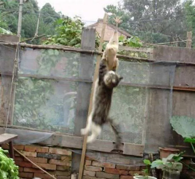Cute and funny cats - #4 