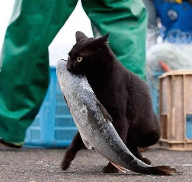 Cute and funny cats - #5 