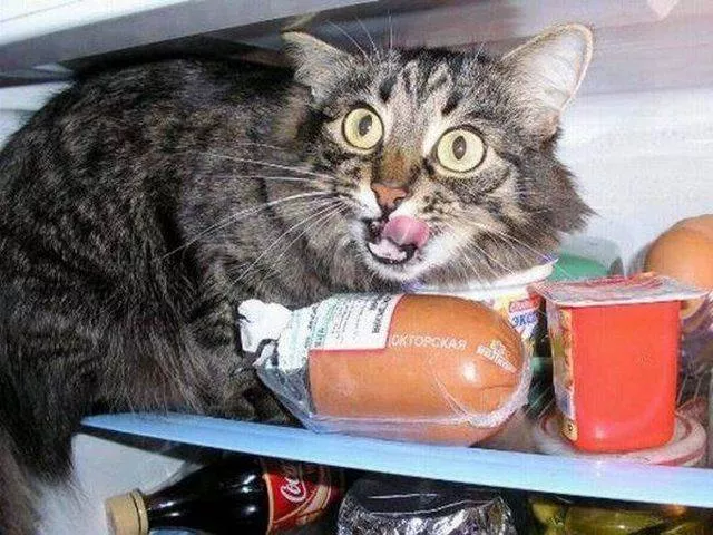 Cute and funny cats - #6 