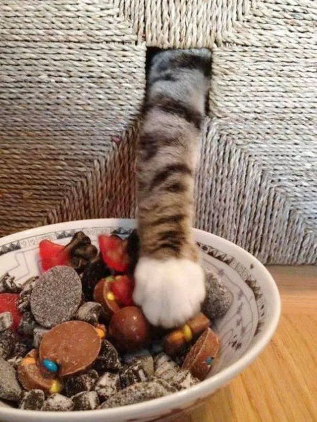 Cute and funny cats - #7 