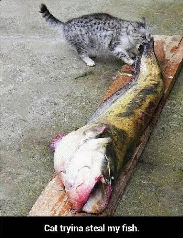 Cute and funny cats - #8 