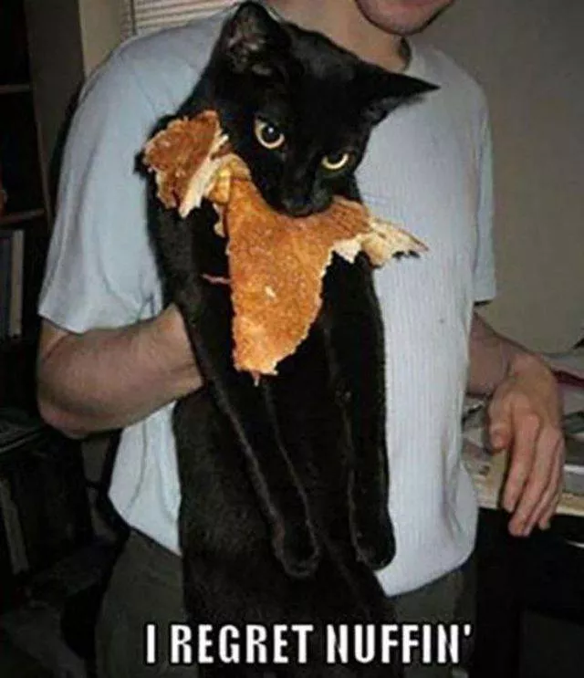 Cute and funny cats - #9 