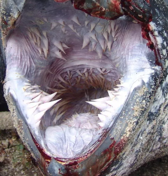 The rare photos found on the web - #1 