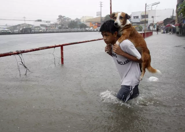 Love of animals
