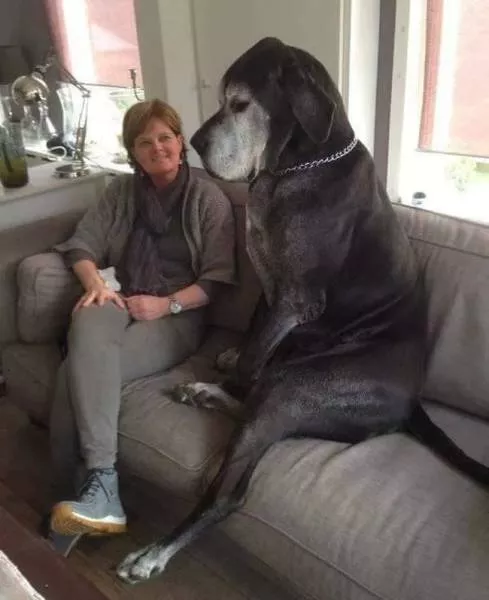 Love of animals - #18 