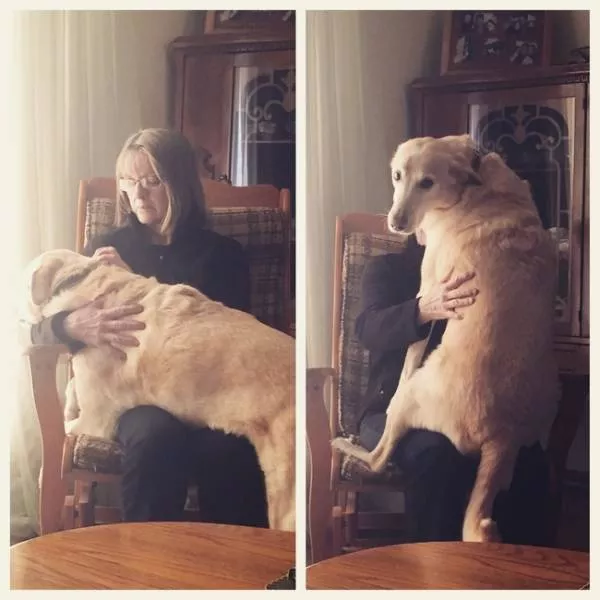 Lamour des animaux