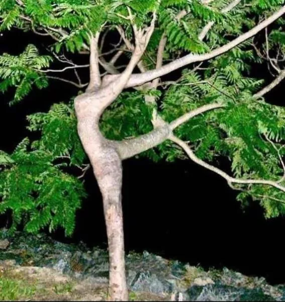 Optical illusion - #3 