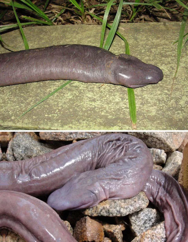 The strangest animals on the planet
