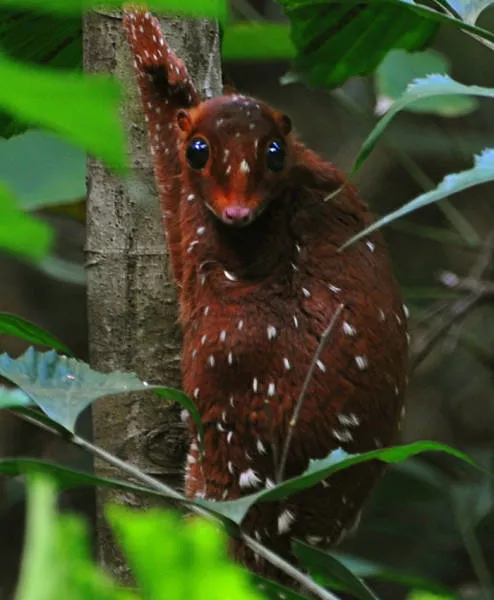 The strangest animals on the planet - #11 
