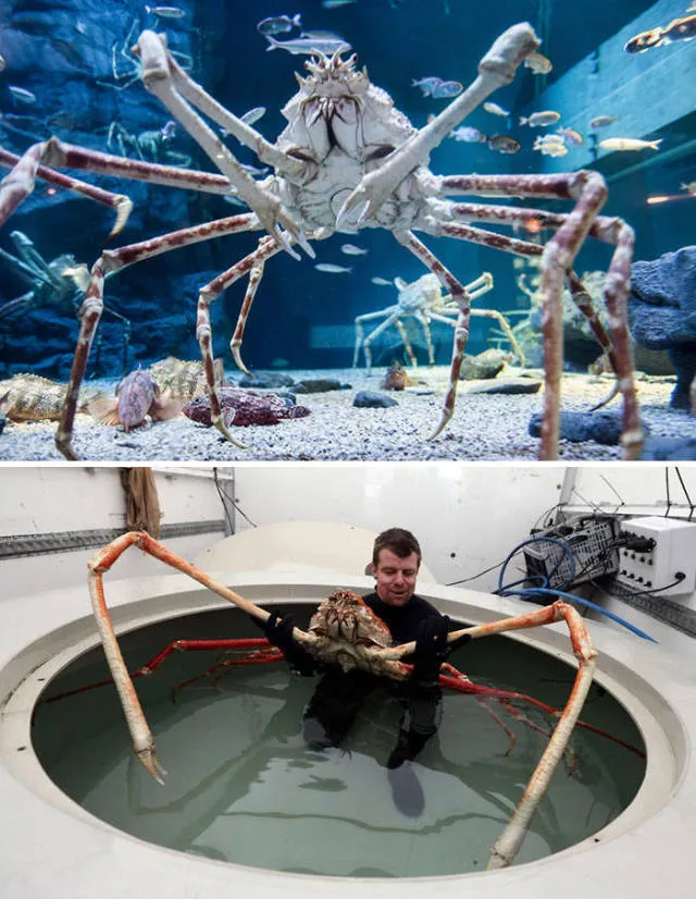 The strangest animals on the planet - #12 
