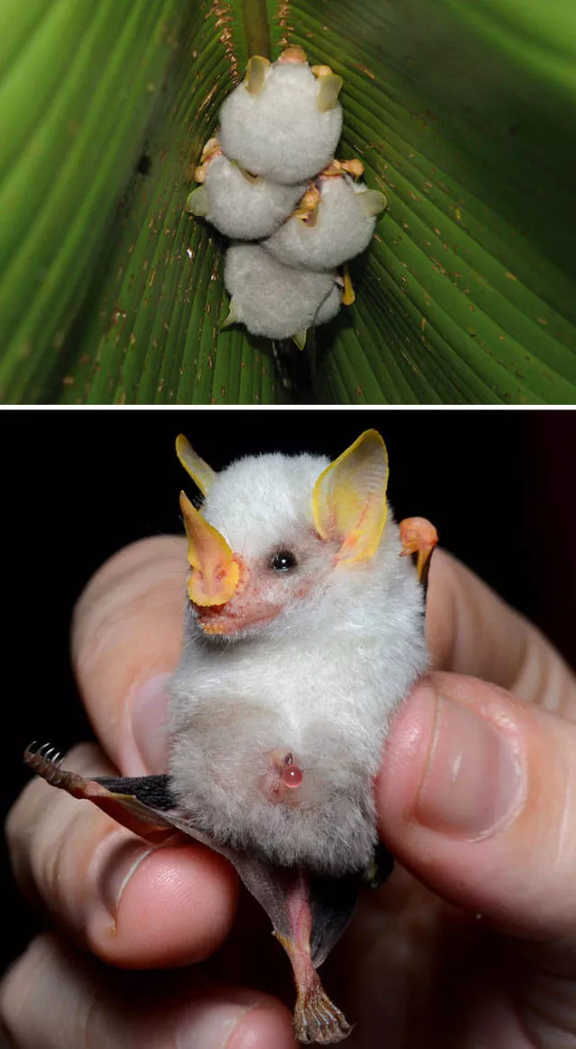 The strangest animals on the planet - #13 