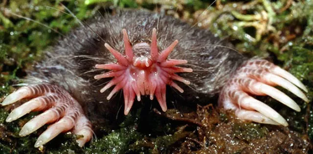 The strangest animals on the planet - #14 