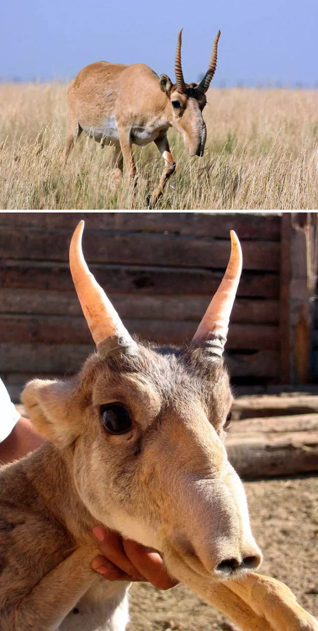 The strangest animals on the planet - #15 