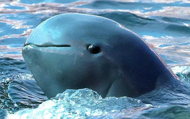 The strangest animals on the planet - #16 