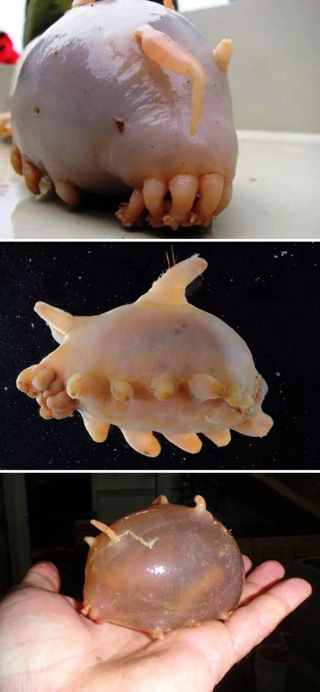 The strangest animals on the planet - #17 