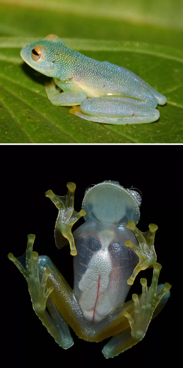The strangest animals on the planet - #18 