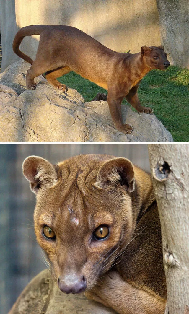 The strangest animals on the planet - #19 