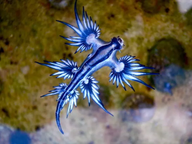 Les animaux les plus etranges de la planete - #2 